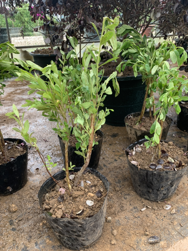 绿化种植苗木
