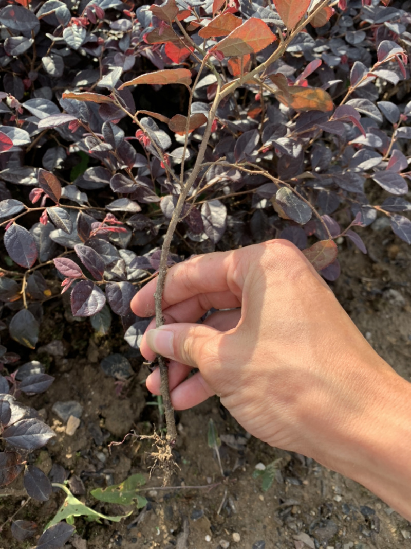 绿化种植苗木