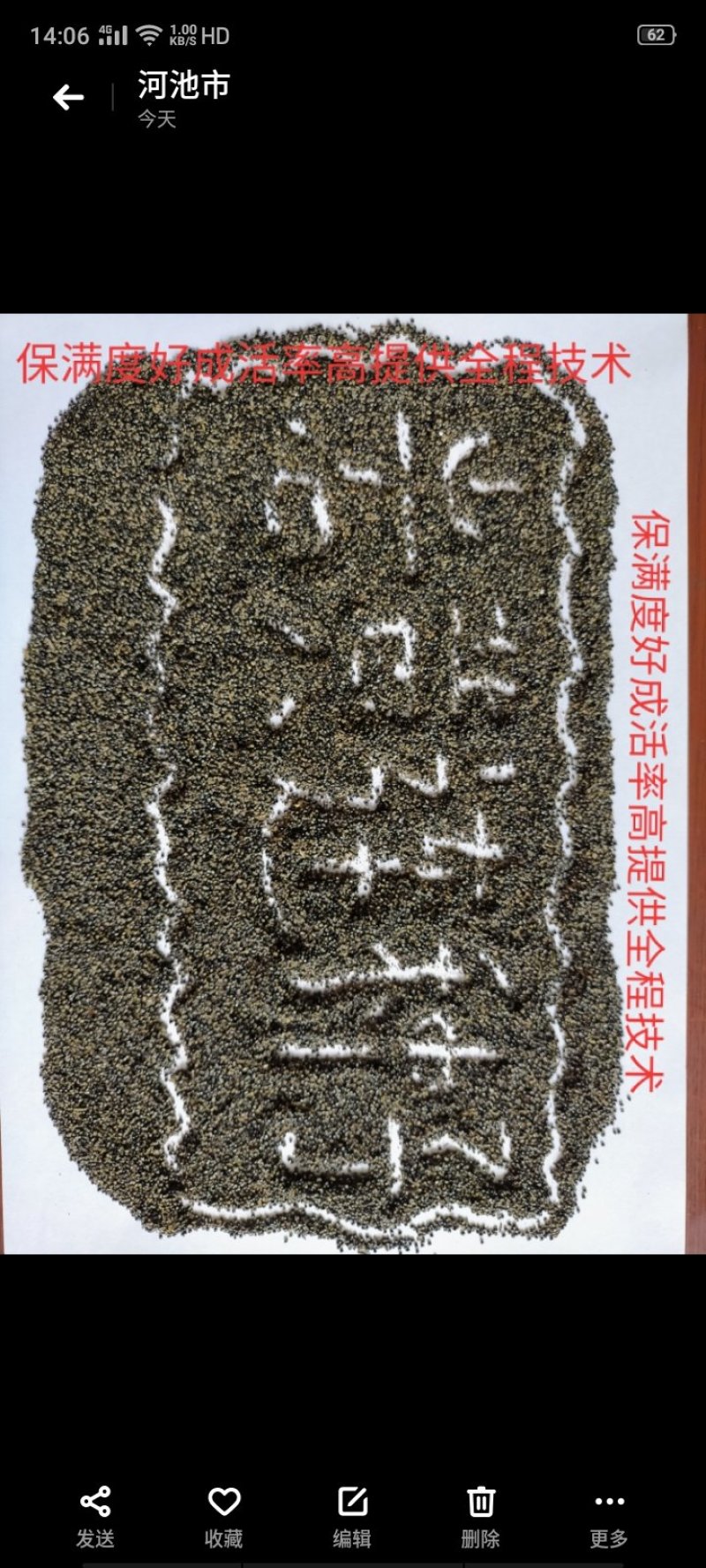 防野人工种植岩黄莲/产地直销/货源充足