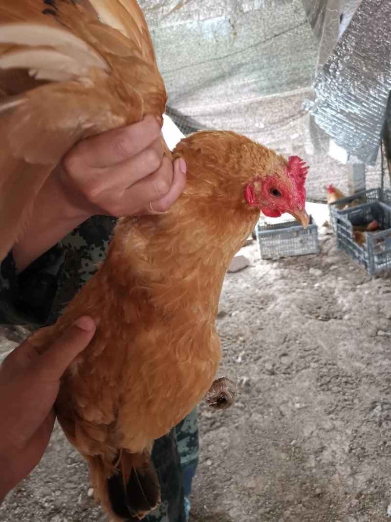 土鸡母东乡土鸡青脚土鸡260天土鸡