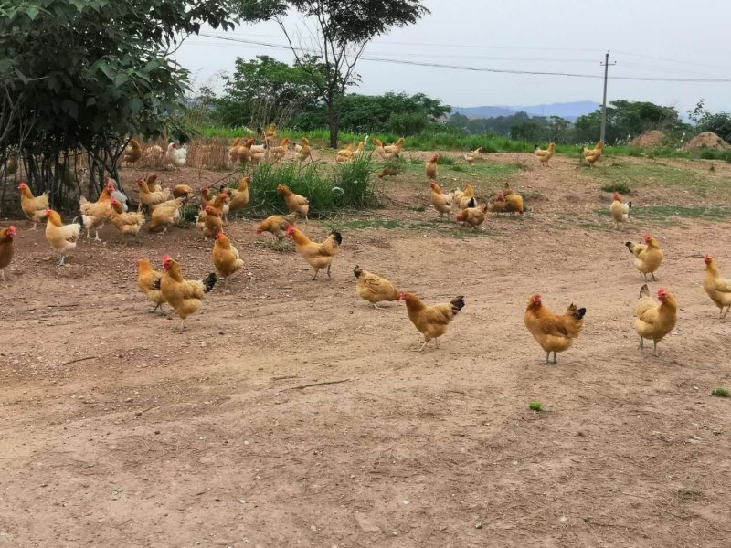 土鸡母东乡土鸡青脚土鸡260天土鸡