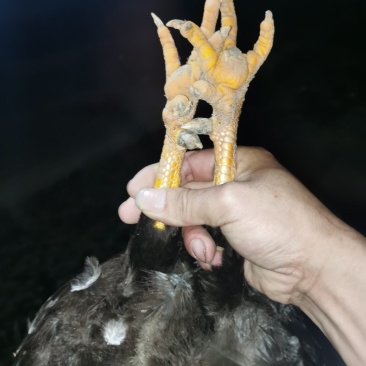 阉鸡清远麻鸡一年多老阉鸡，大量上市，全国发货，欢迎进店