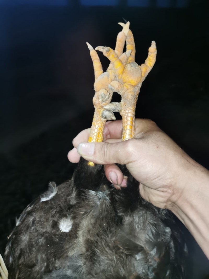 阉鸡清远麻鸡一年多老阉鸡，大量上市，全国发货，欢迎进店