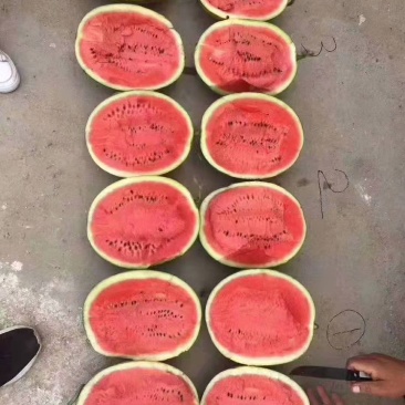 甜王：精品甜王：大红瓤全黑子