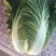 张家口错季蔬菜基地供应黄心大白菜毛菜4~6斤！
