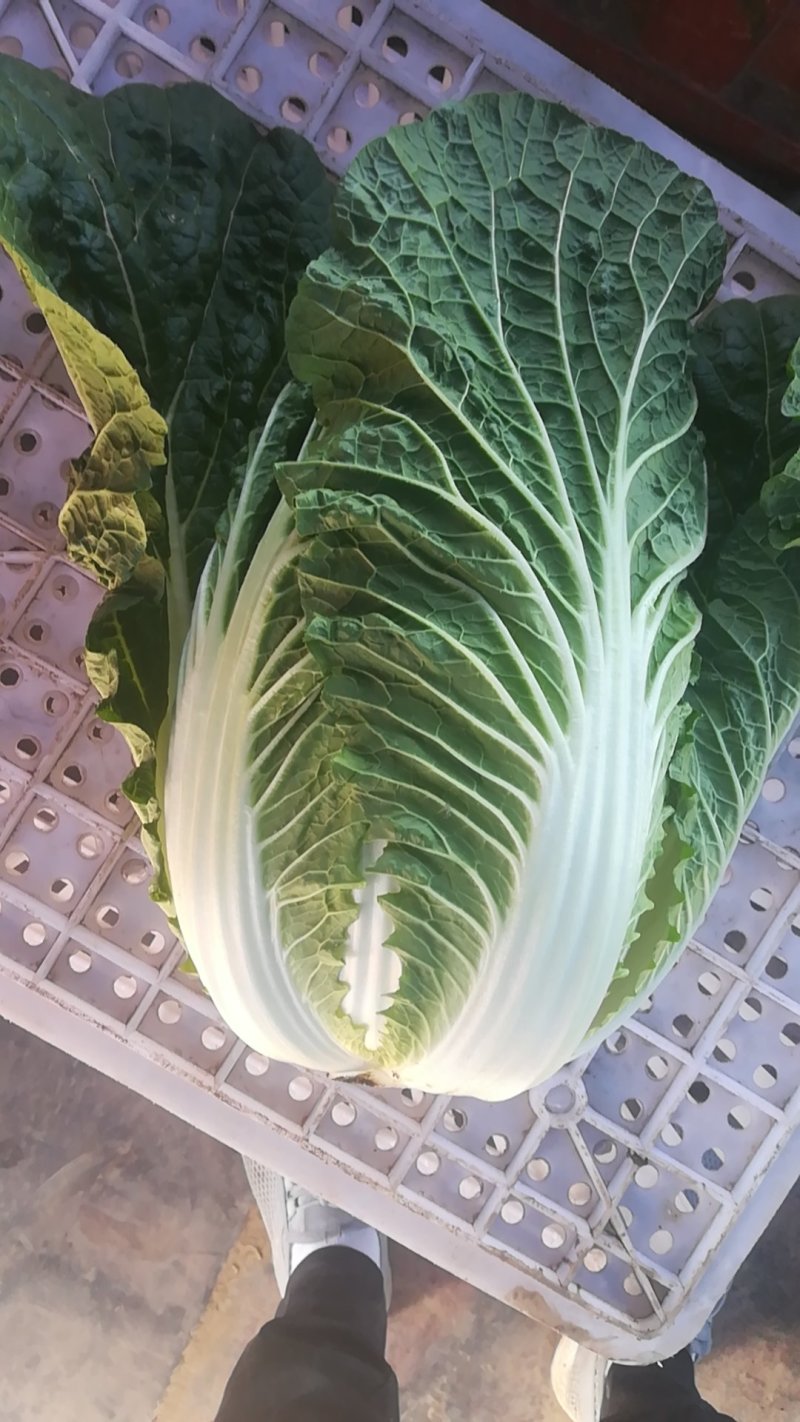 张家口错季蔬菜基地供应黄心大白菜毛菜4~6斤！