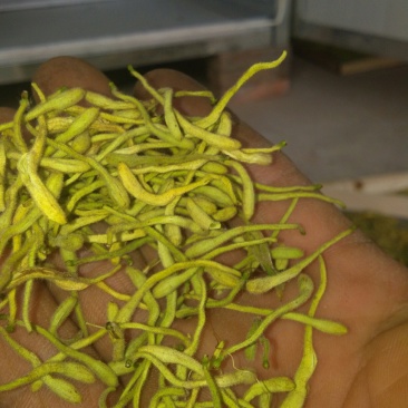 药茶两用纯无硫产品