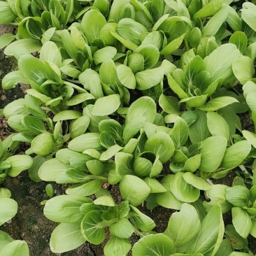 常年供应青菜，金品28大量现货
