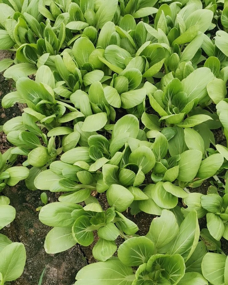 常年供应青菜，金品28大量现货