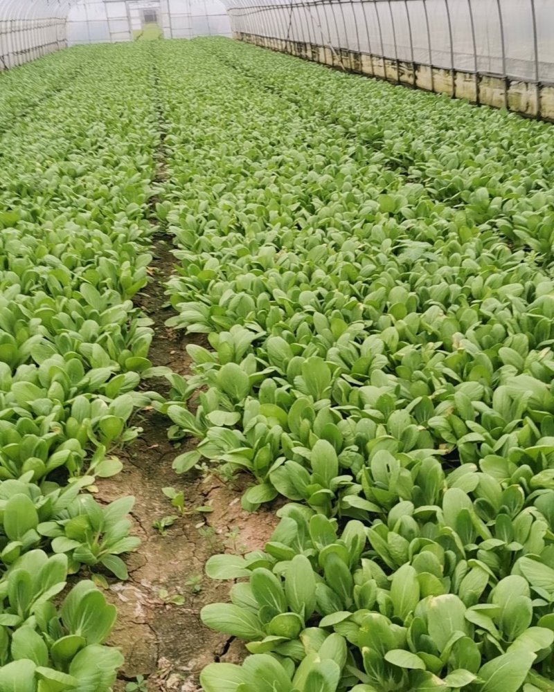 常年供应青菜，金品28大量现货