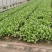 常年供应青菜，金品28大量现货
