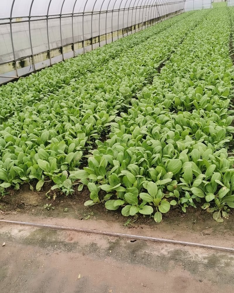 常年供应青菜，金品28大量现货