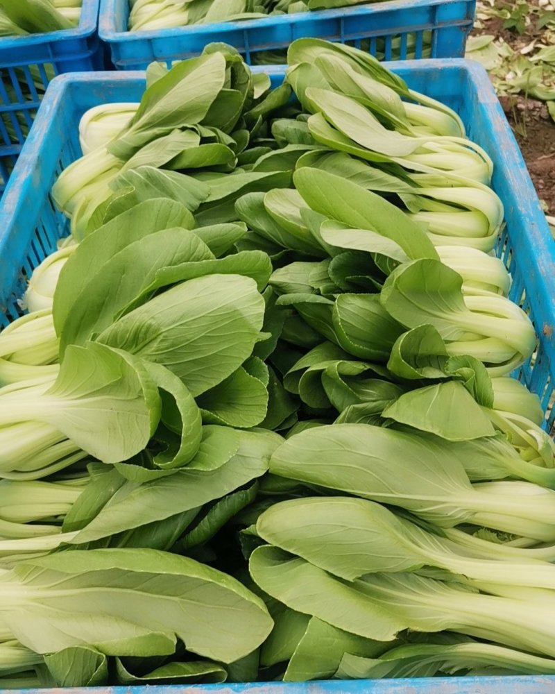 常年供应青菜，金品28大量现货