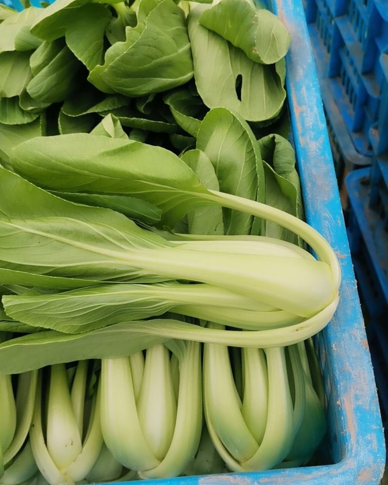 常年供应青菜，金品28大量现货