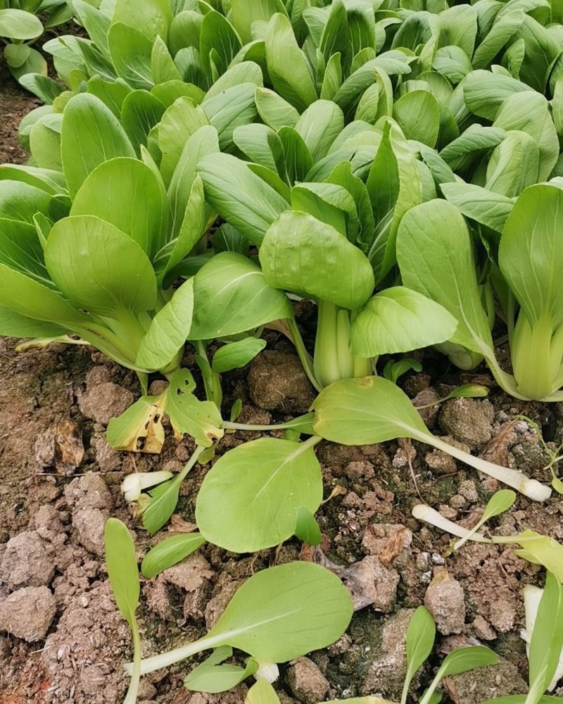 常年供应青菜，金品28大量现货