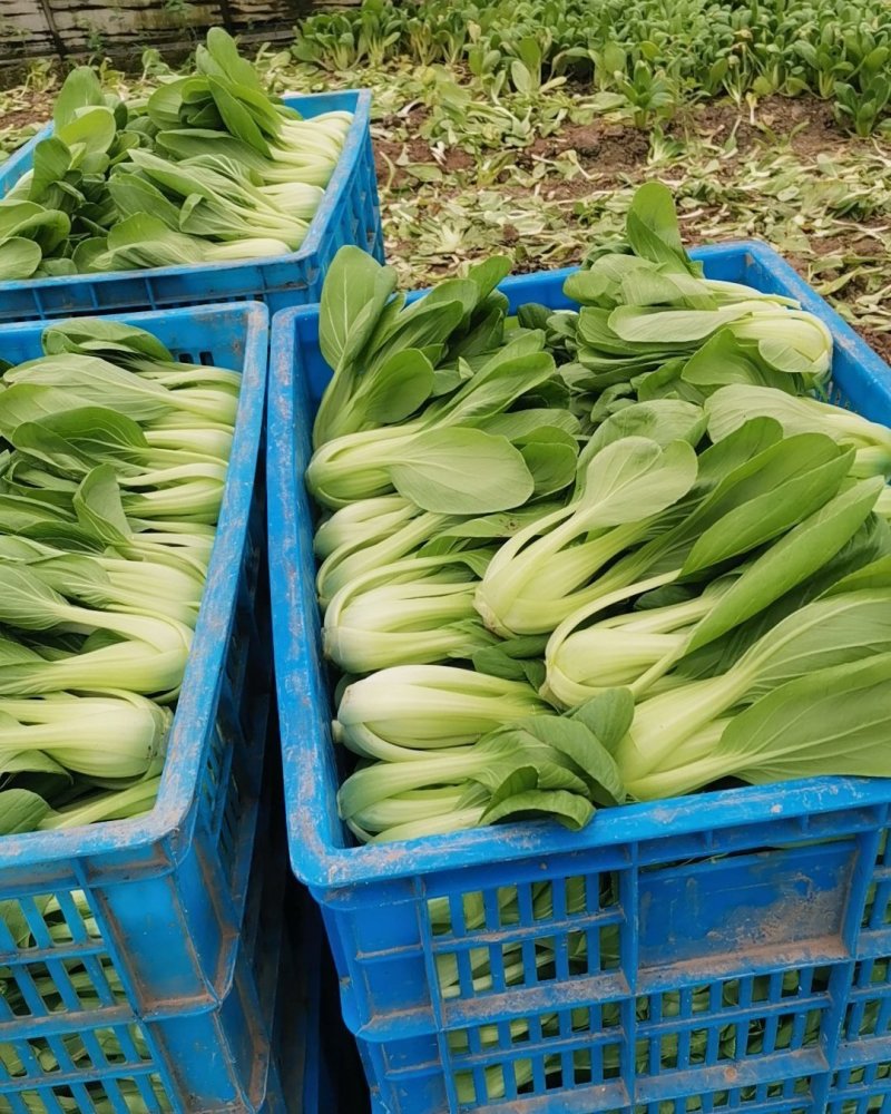 常年供应青菜，金品28大量现货