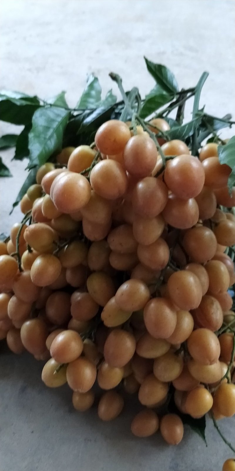水果黄皮果