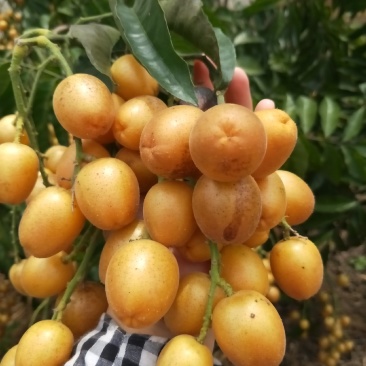 水果黄皮果
