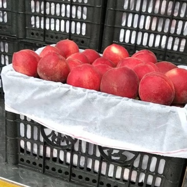 新鲜桃子脆甜大量上市量大从优产地直销欢迎致电