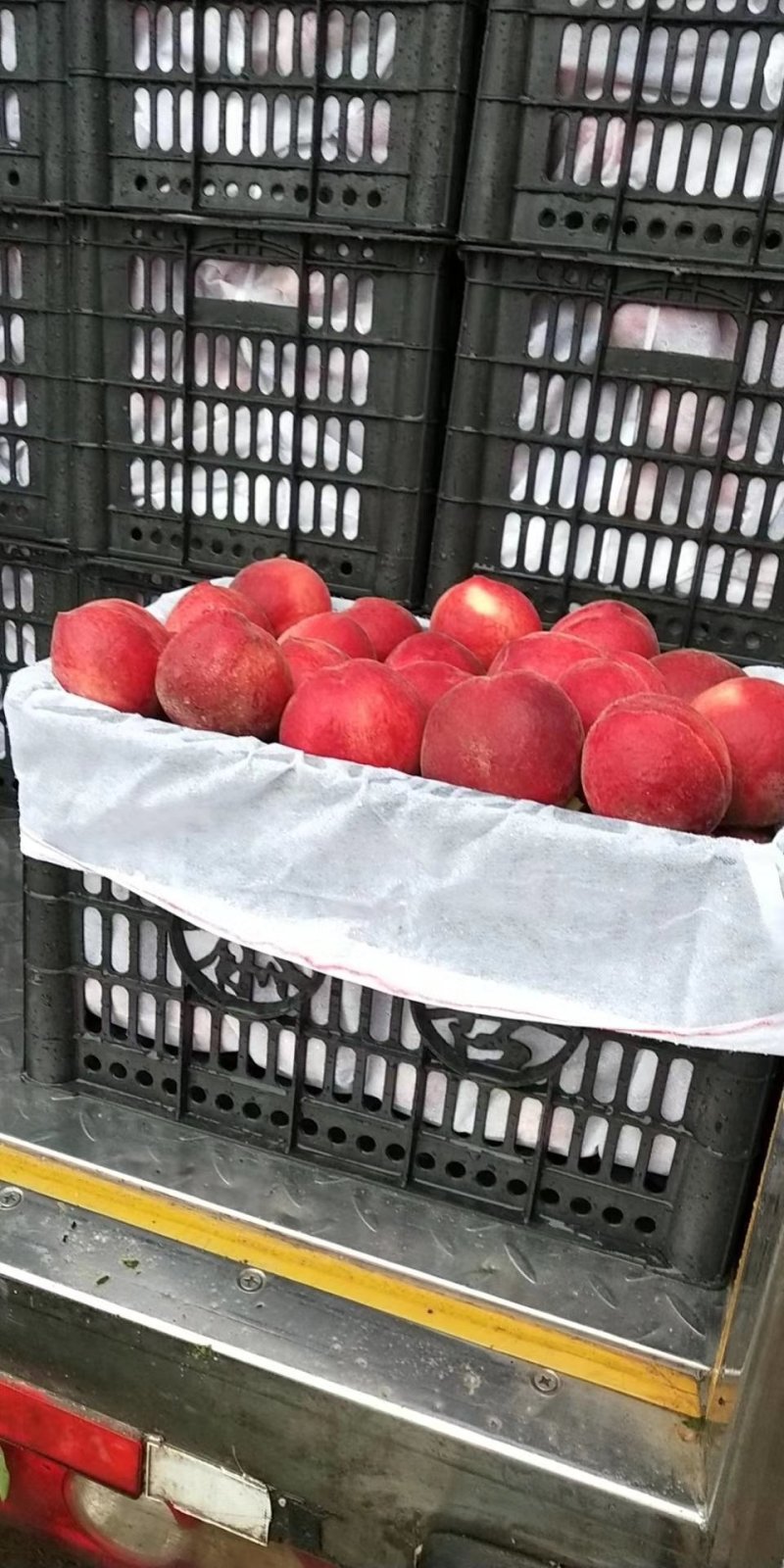 新鲜桃子脆甜大量上市量大从优产地直销欢迎致电