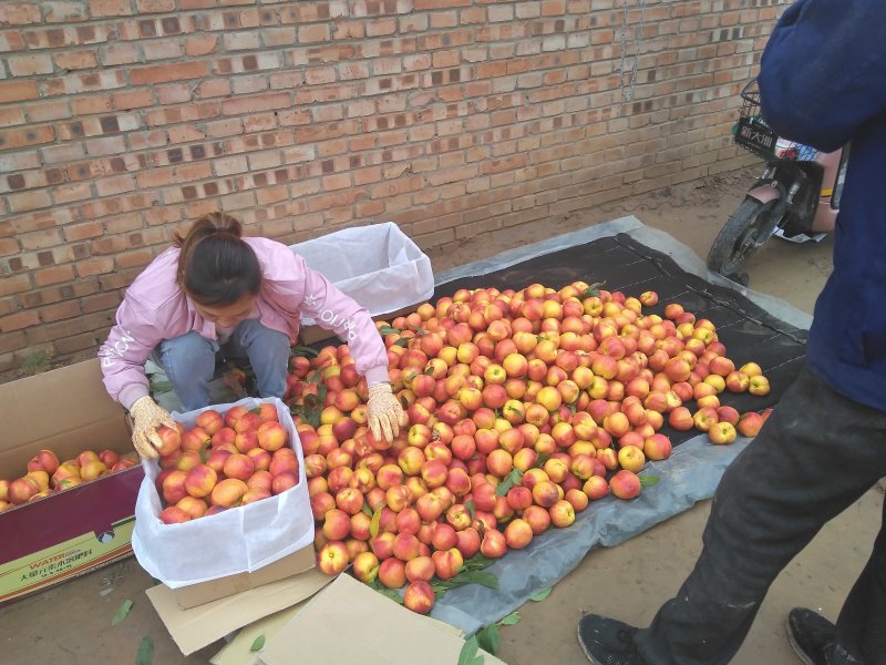 【推荐】山西运城中油4号油桃精品耐运输产地直发可对接商超