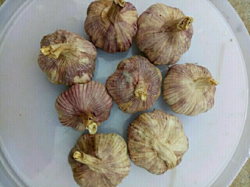 中牟县韩寺镇早熟紫皮大蒜头加工分捡包装中心