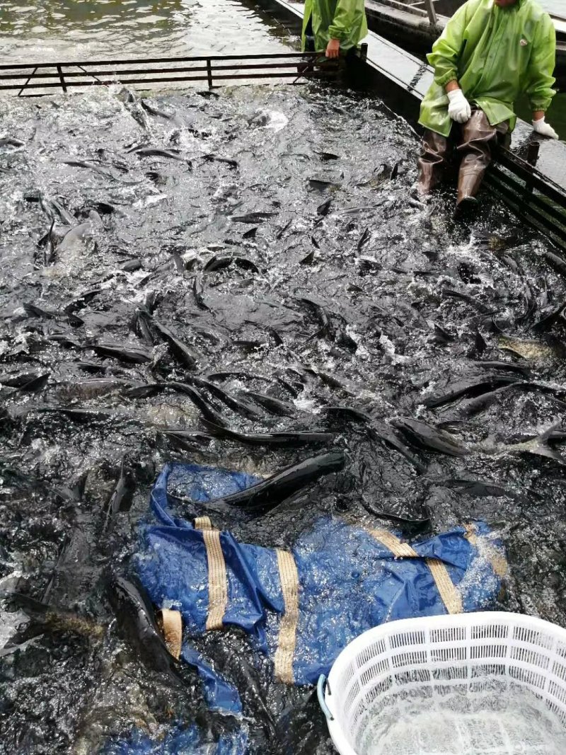 鳜鱼苗桂鱼苗水花夏花火片寸片