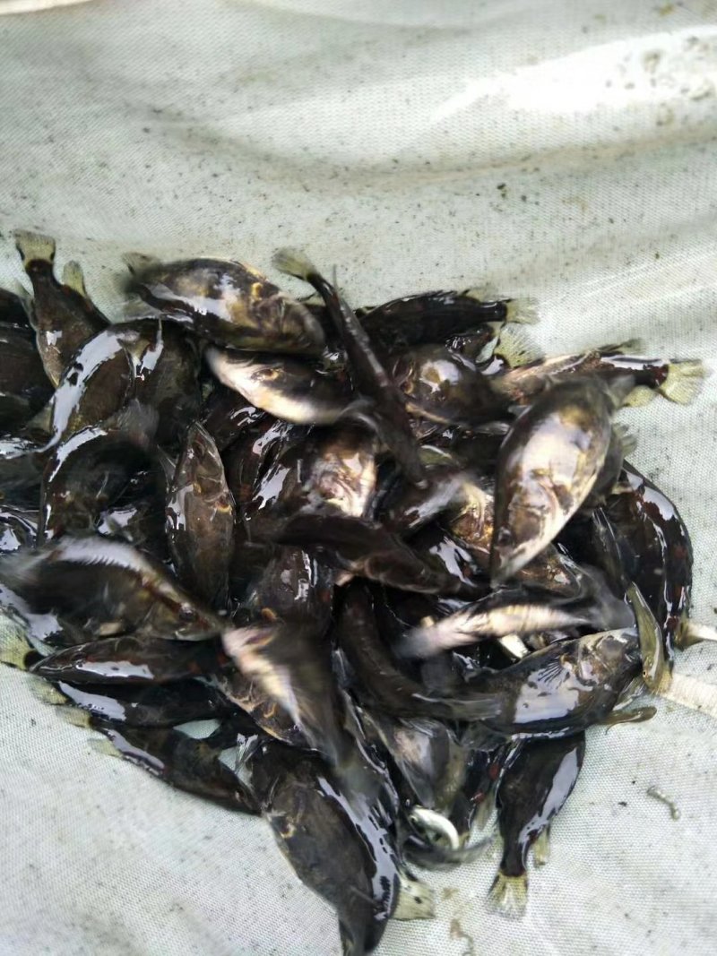 花鲢苗胖头苗水花夏花寸片火片