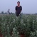 艾草全颗