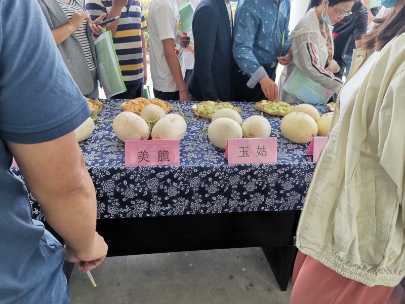 美浓甜瓜