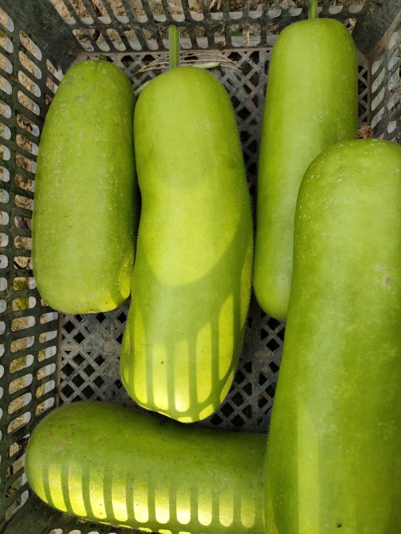 瓠瓜