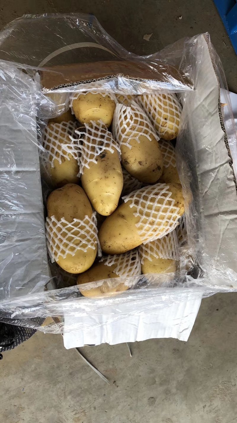 【牛商推荐】滕州冷库土豆箱装，袋装规格齐全可对接商超质优