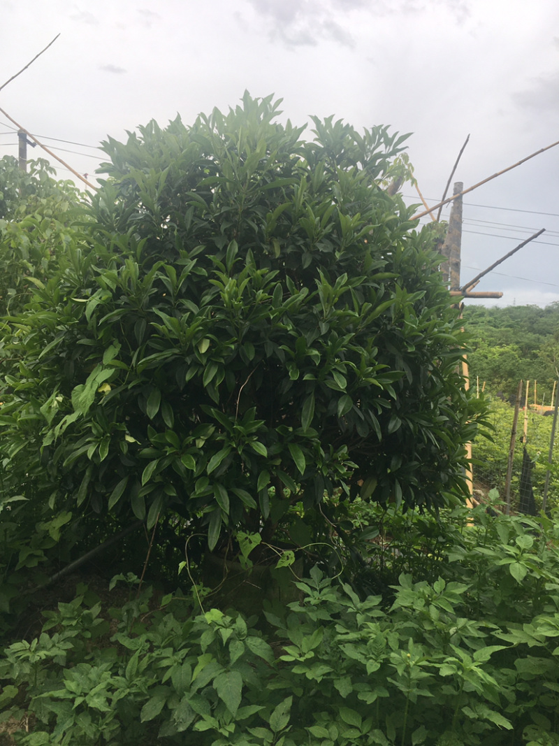 乔灌木非洲茉莉(价格实惠，量大从优)长期供应