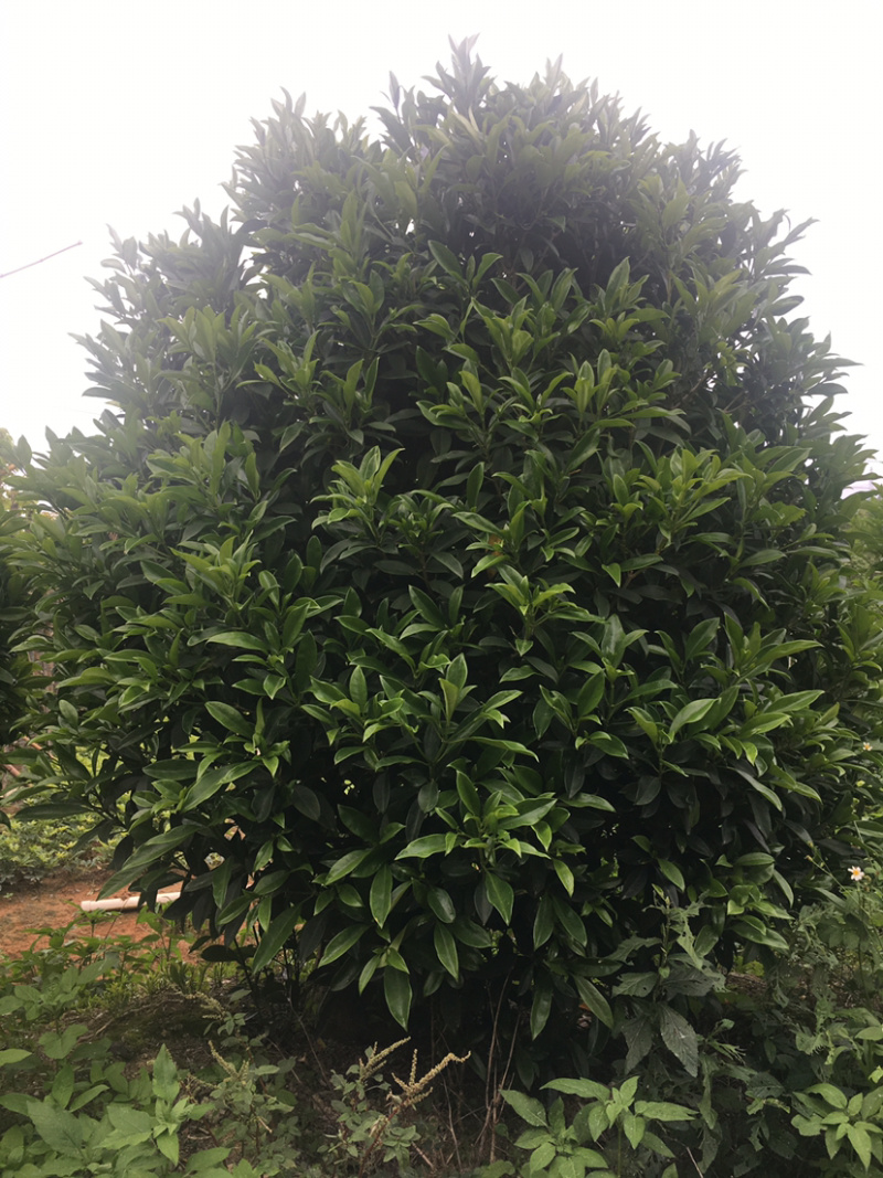 乔灌木非洲茉莉(价格实惠，量大从优)长期供应