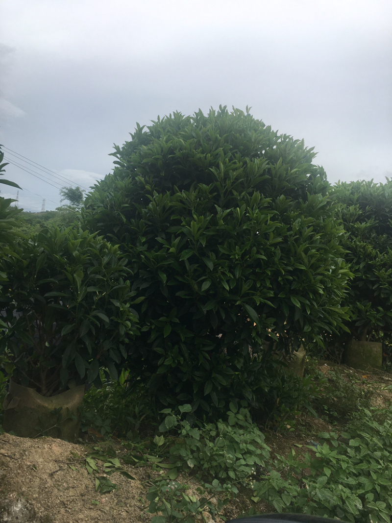 乔灌木非洲茉莉(价格实惠，量大从优)长期供应