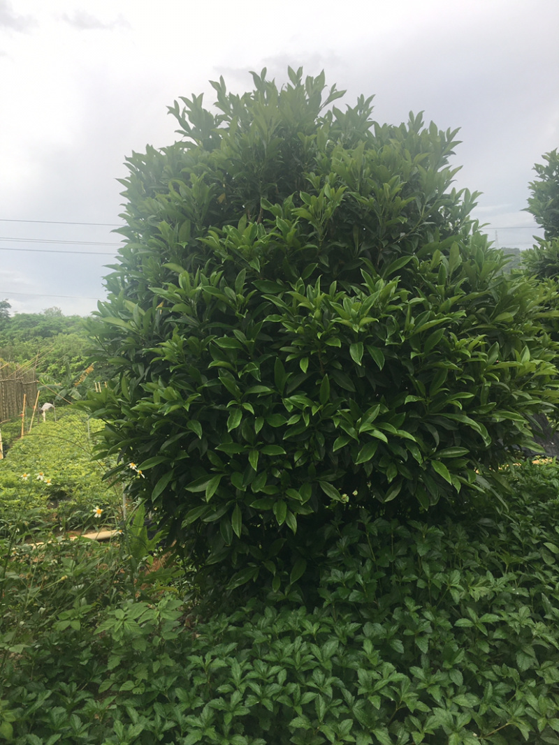 乔灌木非洲茉莉(价格实惠，量大从优)长期供应
