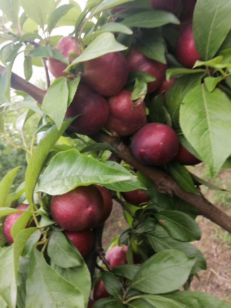 红心李，大量货源，价格美丽