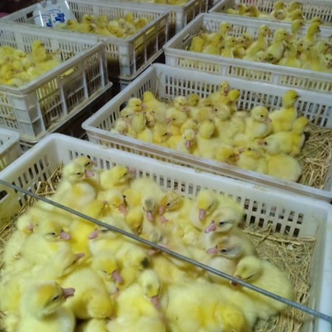 鹅苗大种鹅苗三花鹅灰狮头鹅批发零售养殖基地