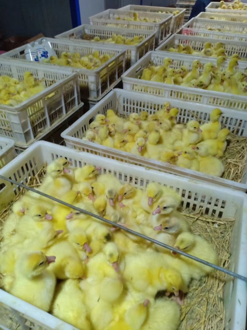 鹅苗大种鹅苗三花鹅灰狮头鹅批发零售养殖基地