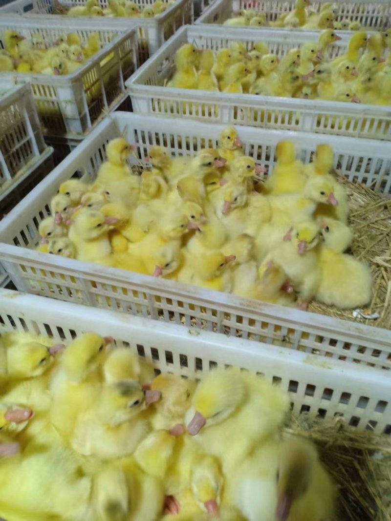 鹅苗大种鹅苗三花鹅灰狮头鹅批发零售养殖基地