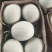网纹瓜阳历五六月量大