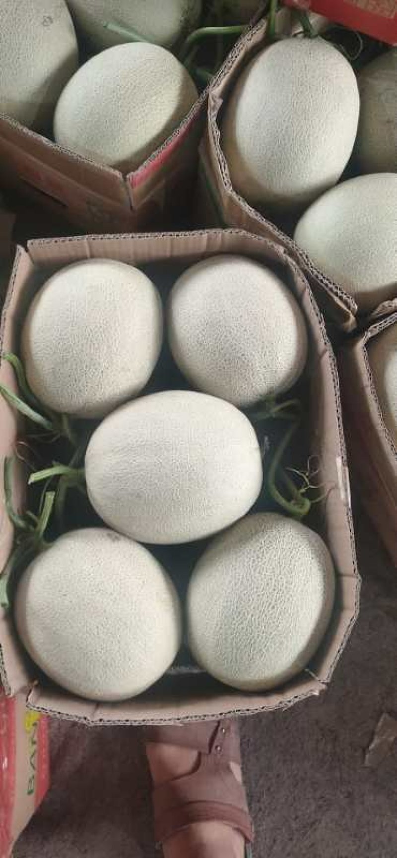 网纹瓜阳历五六月量大