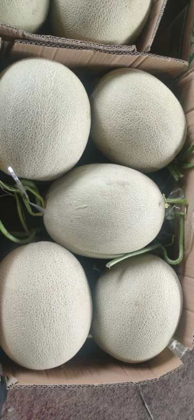 网纹瓜阳历五六月量大