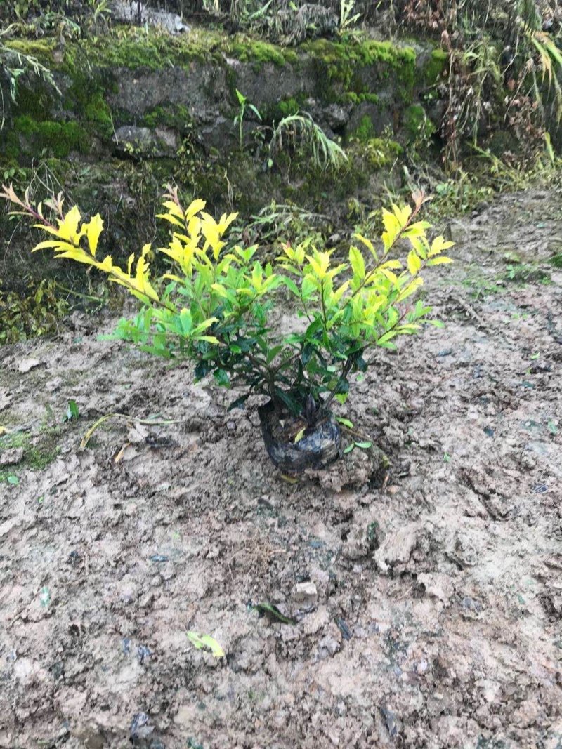 黄金枸骨黄金枸骨大杯小杯