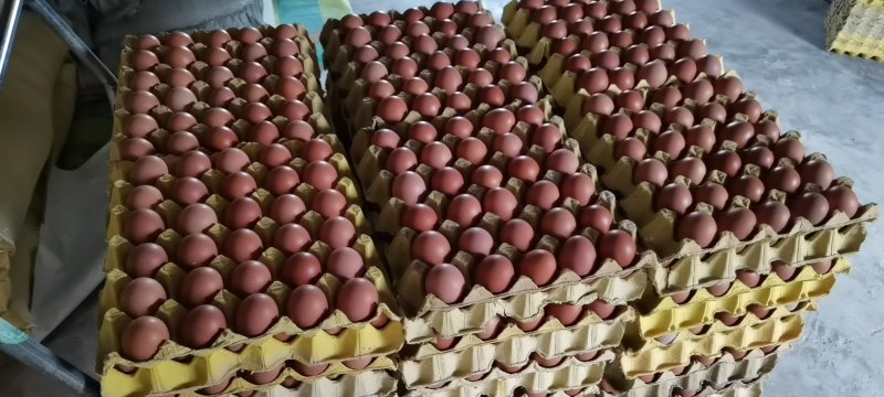 富平自家蛋鸡养殖厂直供无中间商新鲜健康绿食品（