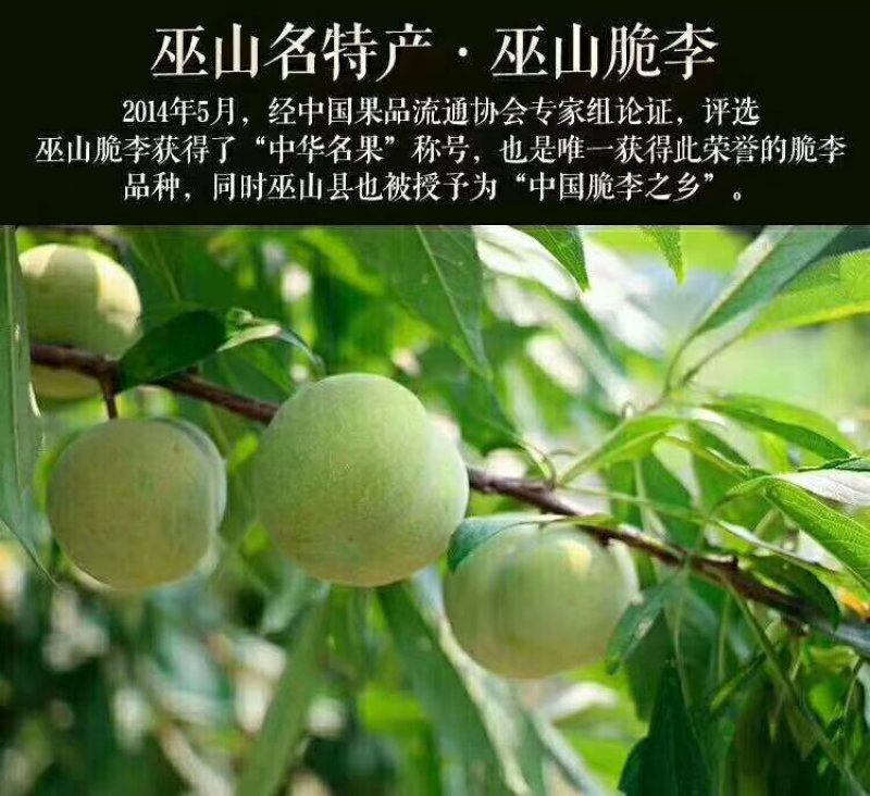 巫山曲尺脆子