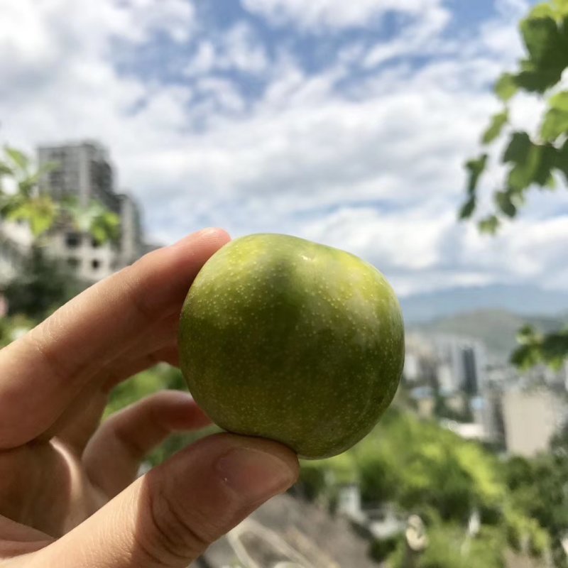 巫山曲尺脆子