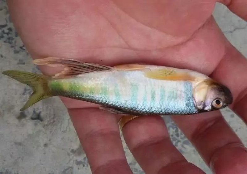 桃花鱼小嘴马口鱼冷水鱼大量出货