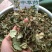 扶芳藤，常年批发供应冷背中药材扶芳藤