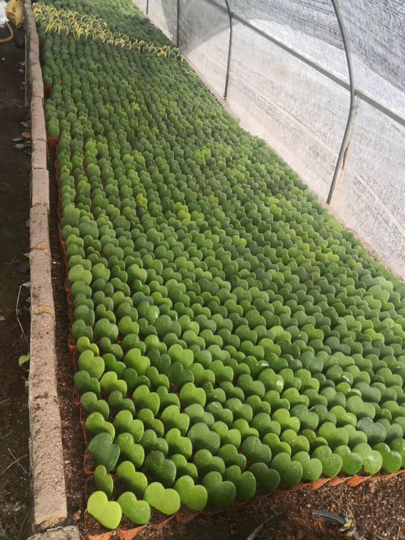 多肉植物一片心金边心叶球兰批发视屏看货质量保证